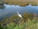 Everglades008.jpg