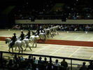 Filename=Lipizzaners036.jpg
Filesize=40KiB
Dimensions=576x432
Date added=Jan 01, 2009 Lipizzaners036.jpg