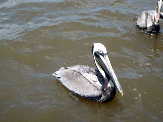 Pelican
