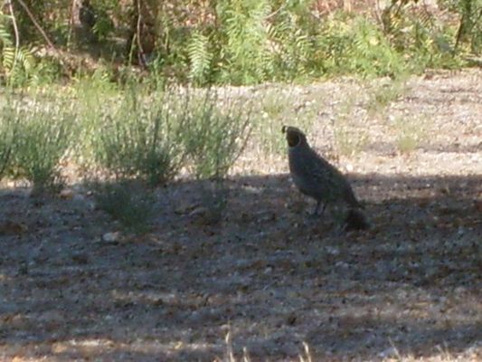 Lots and lots of quail around

