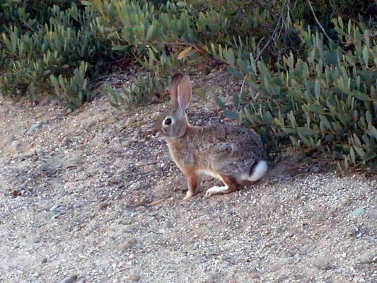 Lots of rabbits around
