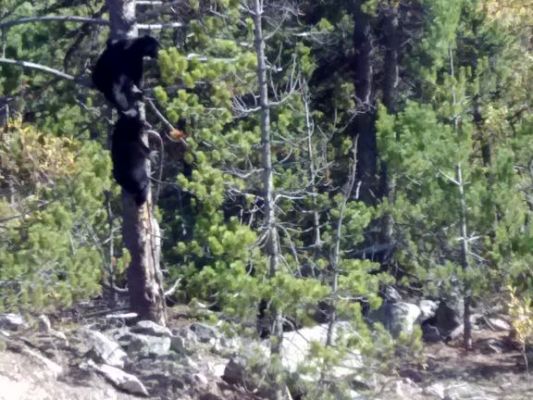 Running from the big bad bus
