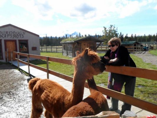 That's not a sled dog!
