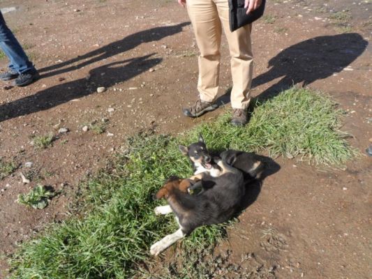 Cute sled dogs in training
