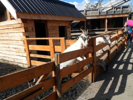 "Hey buddy. Over here. Got some goat chow?"
