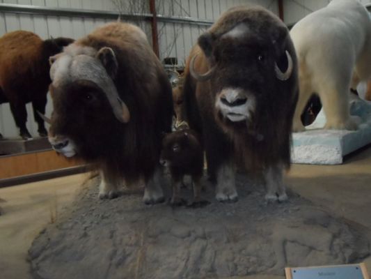 Animals of the Yukon
