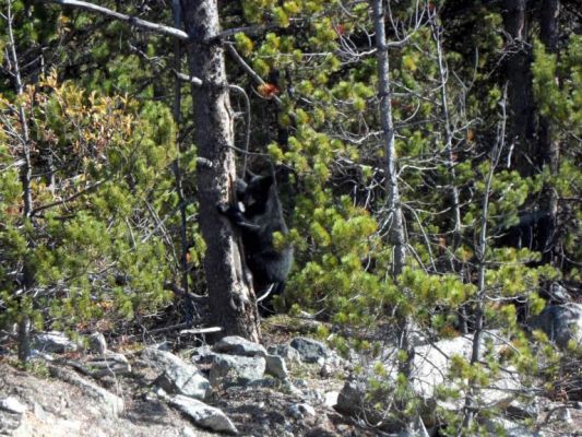 Scared bear cubs
Two bear cubs darted out in front of our bus and immediately climbed a tree for safety until Mom came along and yelled at them to move on.
