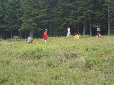 Picking wild blueberries at Jordan Pond
