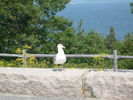 Filename=BarHarbor024.jpg
Filesize=43KiB
Dimensions=480x360
Date added=Aug 26, 2008 BarHarbor024.jpg