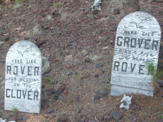 Poor Rover and Grover
