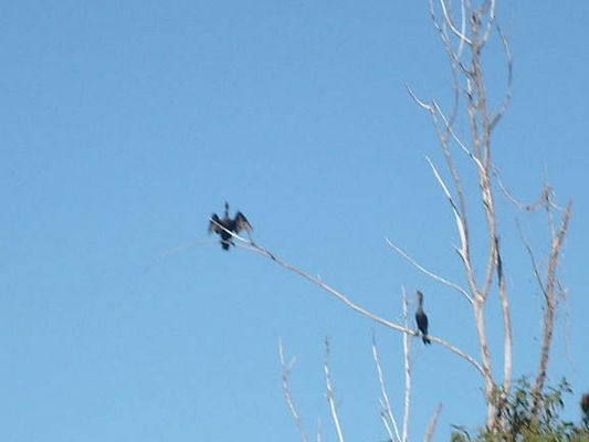 View of nearby island birds from my kayak
Since about 95% of Biscayne Bay National Park is underwater, kayaking, canoeing, and snorkeling are the best way to see it. The water depth is only 3-5 feet deep in many places. I rented a kayak at the park. Fishing is popular here too.
