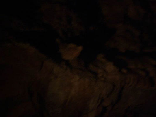 Rock shaped like a pigs head
