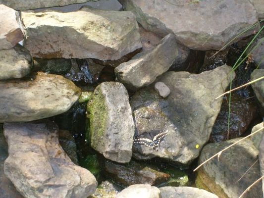 Butterfly
The butterfly house is a pleasant walk around many butterflies. Look close. There is a black one on the center rock.
