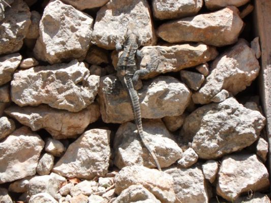 Meet my llittle friend
