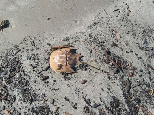Horseshoe crab
