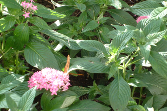 Oh little butterfly...
