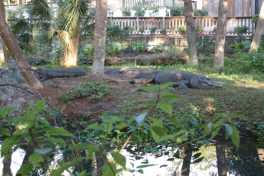 Alligators
