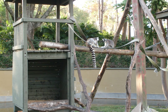 Ring tailed lemurs
There was also a very active squirrel running around their exhibit.
