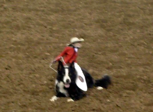 Monkey-dog riding
