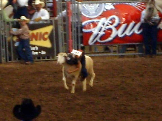 Mutton busting
Kids rodeo sport
