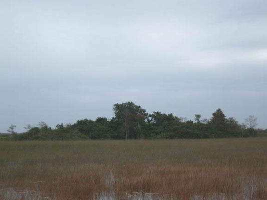 Treed areas come in clumps or hammocks in the Everglades
Here you will find dry land for larger mammals like deer and panthers.
