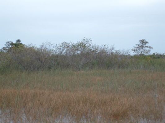 To find water, look for the green willows
There you will find an alligator hole dug out by an alligator to live in during the dry season. Some 80% of the Everglades wildlife die during the dry season every year. Yet, with all that death it does not smell bad there. Buzzards keep the area cleaned up very well. I suggest timing your visit to avoid the worst of the mosquitoes. They are big, painful, and ruthless.
