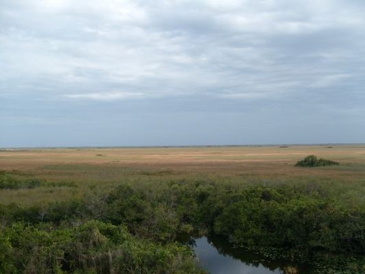 Everglades029.jpg