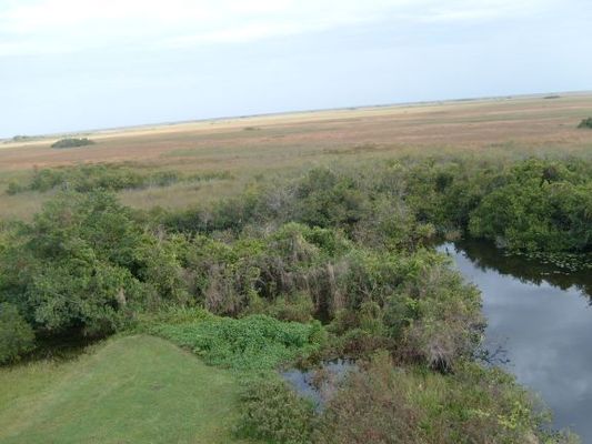 Everglades030.jpg