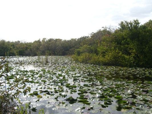 Everglades033.jpg