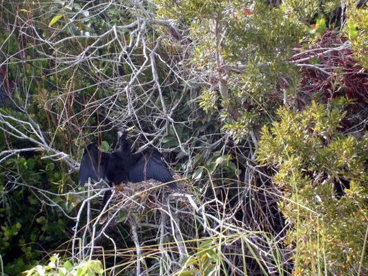 Posing for the tourists
