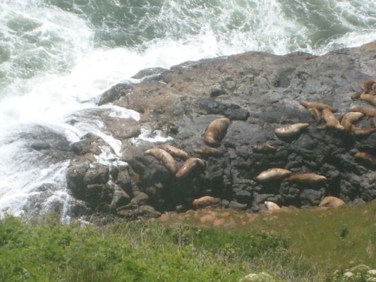 Sea lion mating shelf
