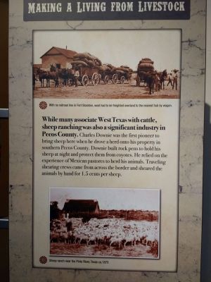 Sheep and cattle together?
