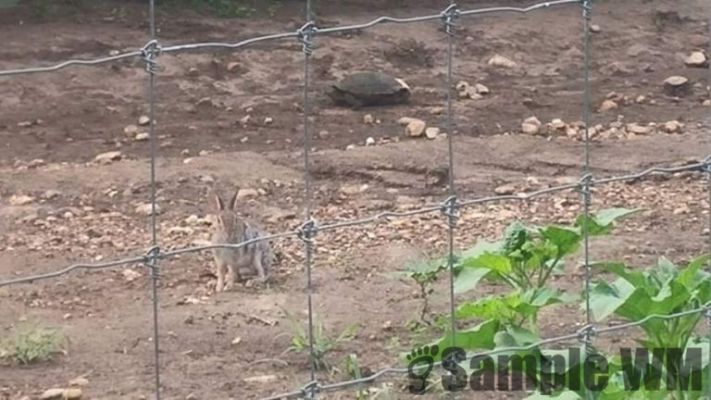 Tortoise and the hare racing at the gate
