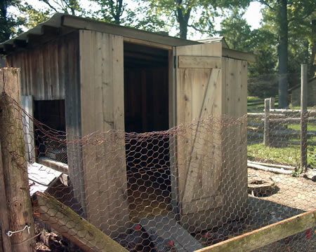 Chicken coop with real chickens (bottom)
