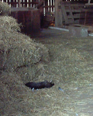 Hard working barn cat.
