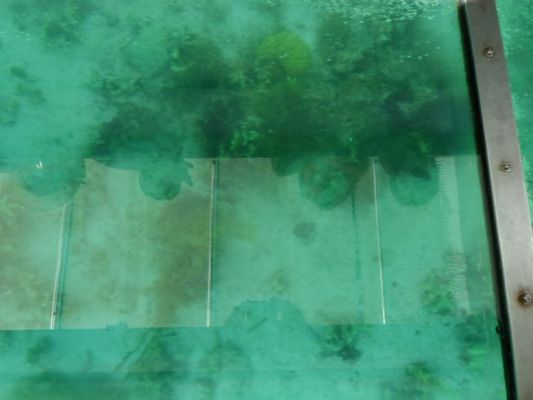 Glass bottom boat eco tour
