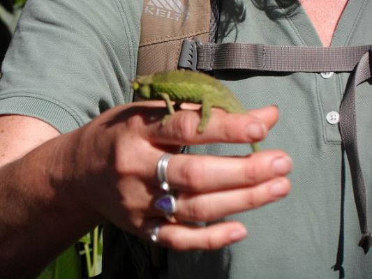 Rainforest inhabitant
