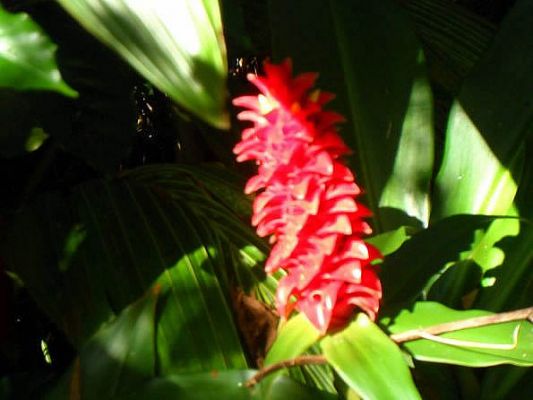 hawaii053.jpg