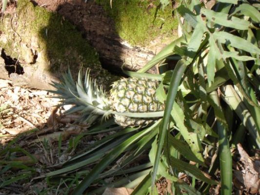 Pineapple growing
