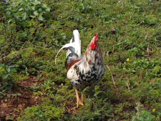 Chickens are everywhere in Hawaii
Storms destroy chicken coops and the chickens run around free and procreate. Some like to pose for the tourists.
