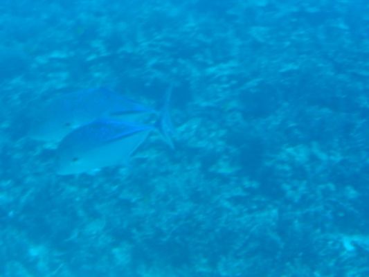 Fishies!
