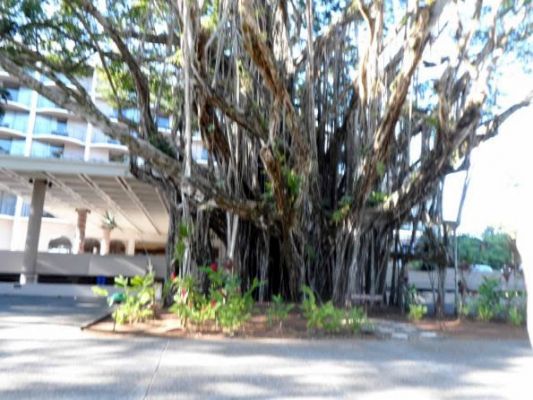 Cool tree in Hilo

