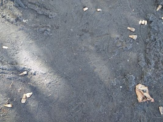 Black sand beach in Hilo, HI with some green sand mixed in
