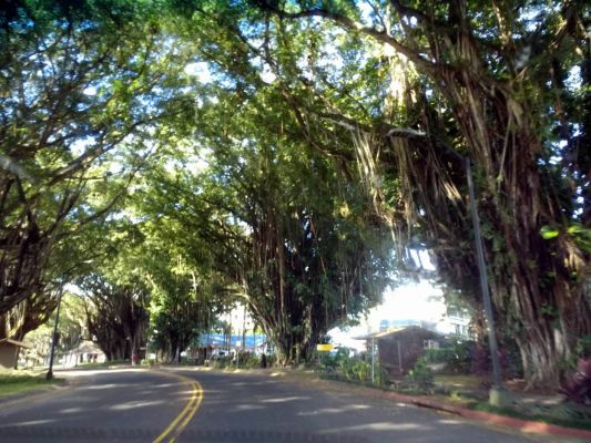 hawaii2_133.jpg
