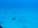 Filename=hawaii195.jpg
Filesize=36KiB
Dimensions=595x446
Date added=Jan 08, 2018 hawaii195.jpg