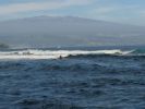 Filename=hawaii2_127.jpg
Filesize=146KiB
Dimensions=1248x936
Date added=Jan 08, 2018 hawaii2_127.jpg