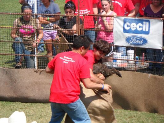 Greased hog contest
