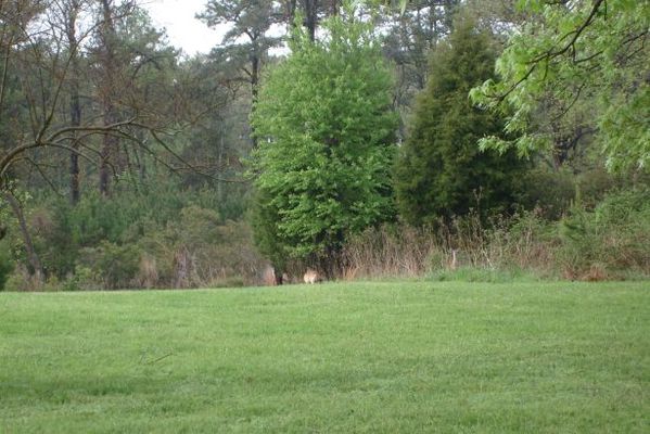 Lots of deer around
