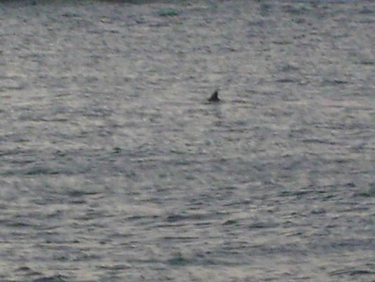 Dolphins 
