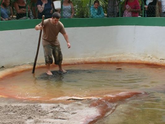 Alligator show
If you tour on the Jungle Queen, they bring you to this island for a snack break and to see the alligator show this gent puts on.

